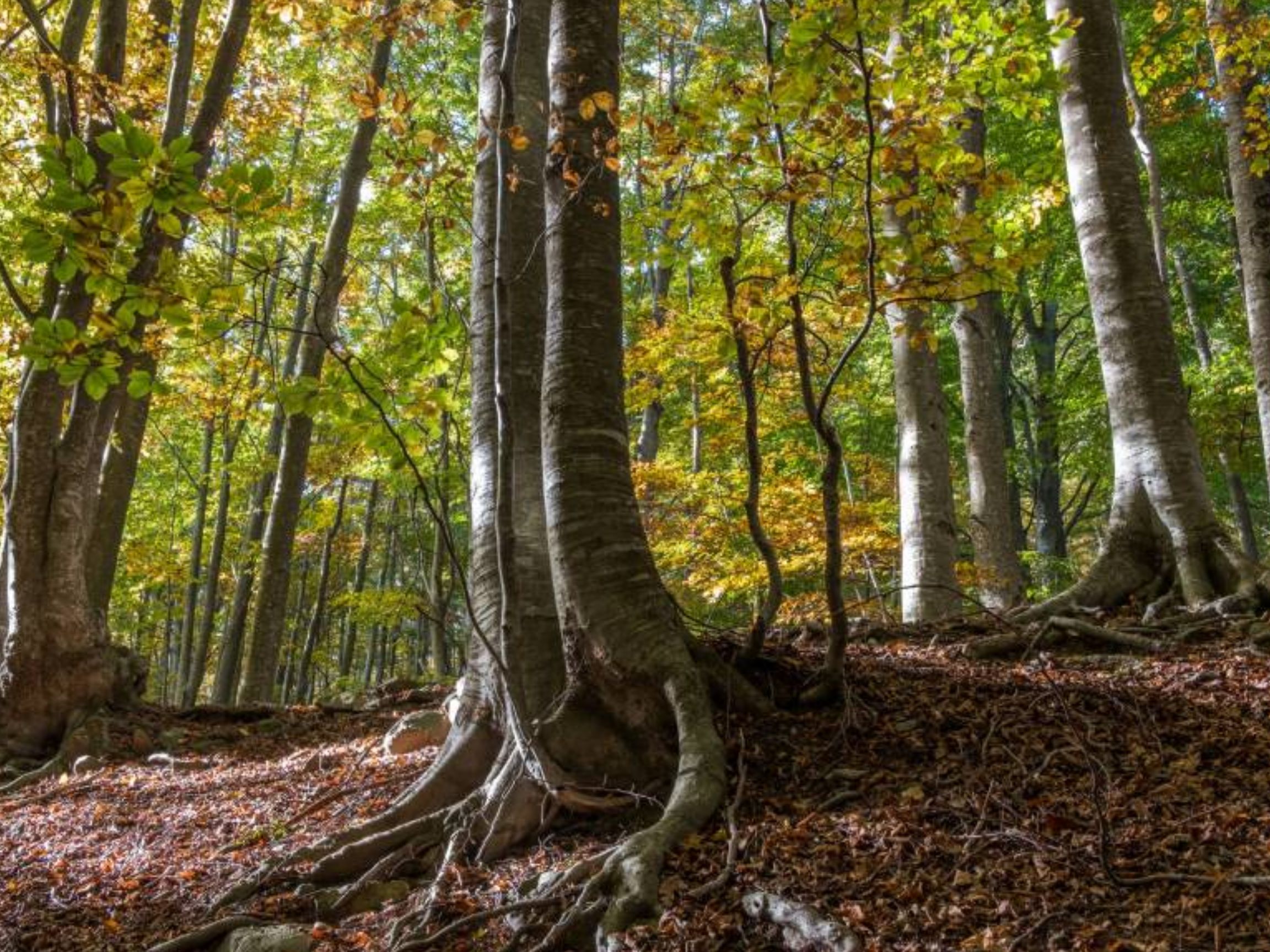Montseny Natural Park