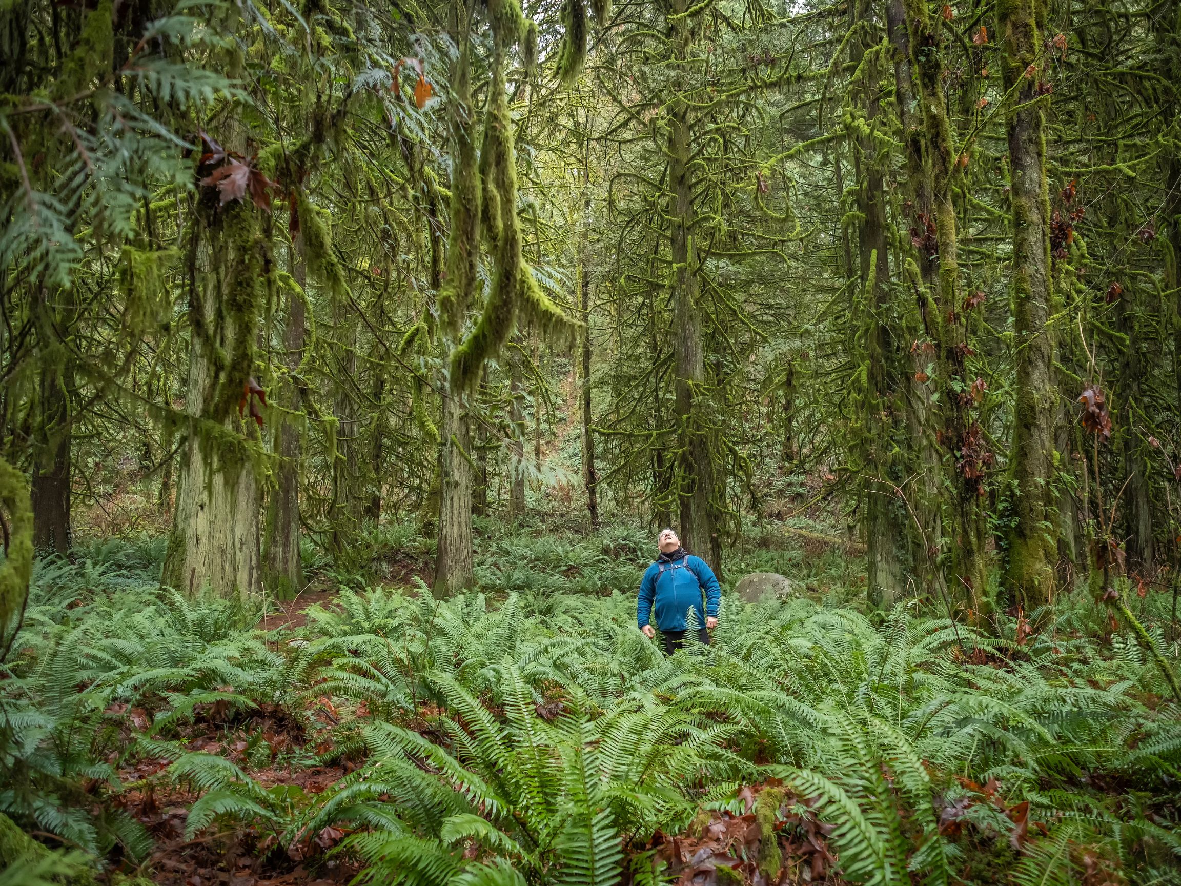 forest bathing